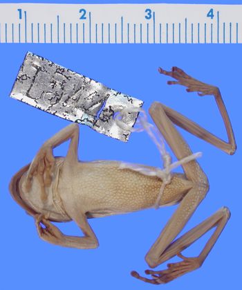 Media type: image; Herpetology A-1544